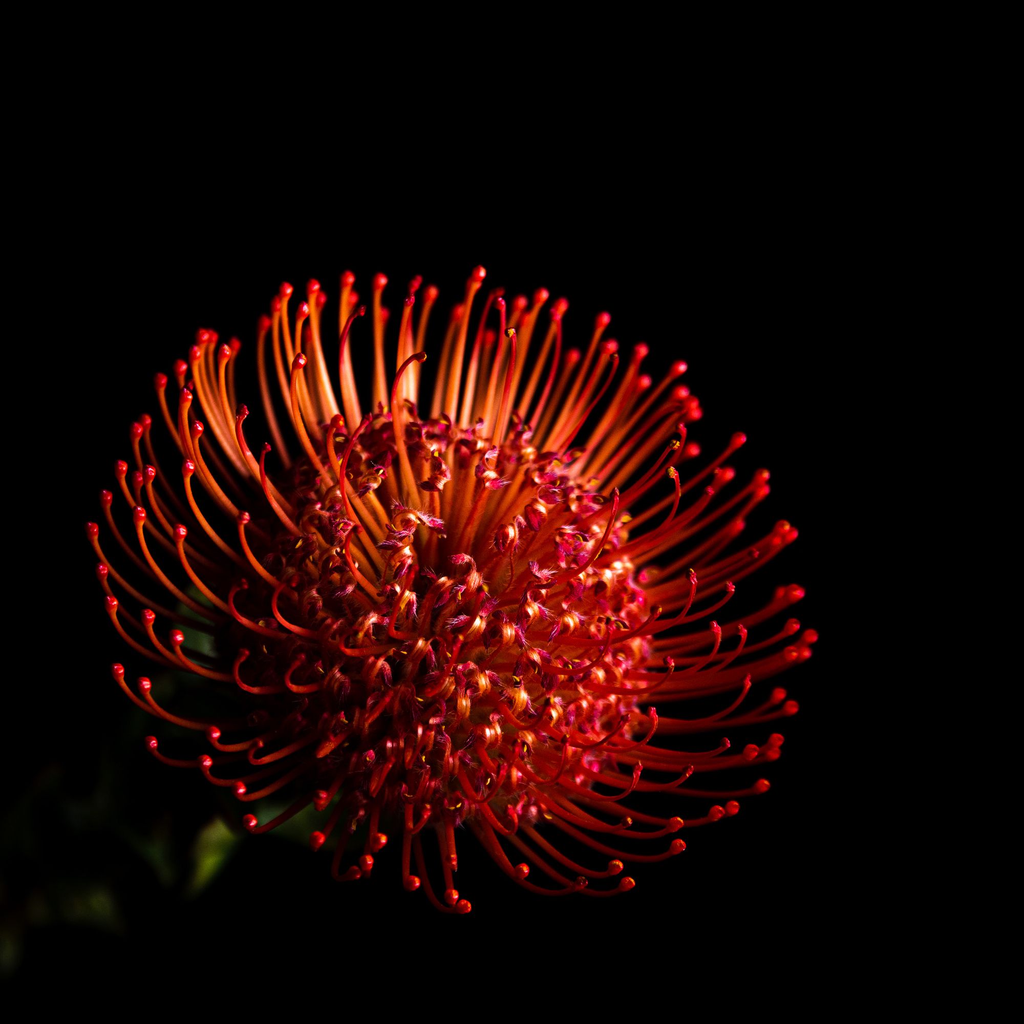 Red Waratah flower, against a stark black background