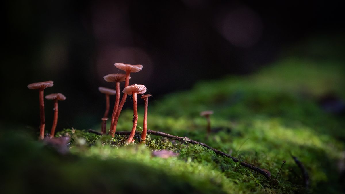 Mushrooms on Brown Mountain