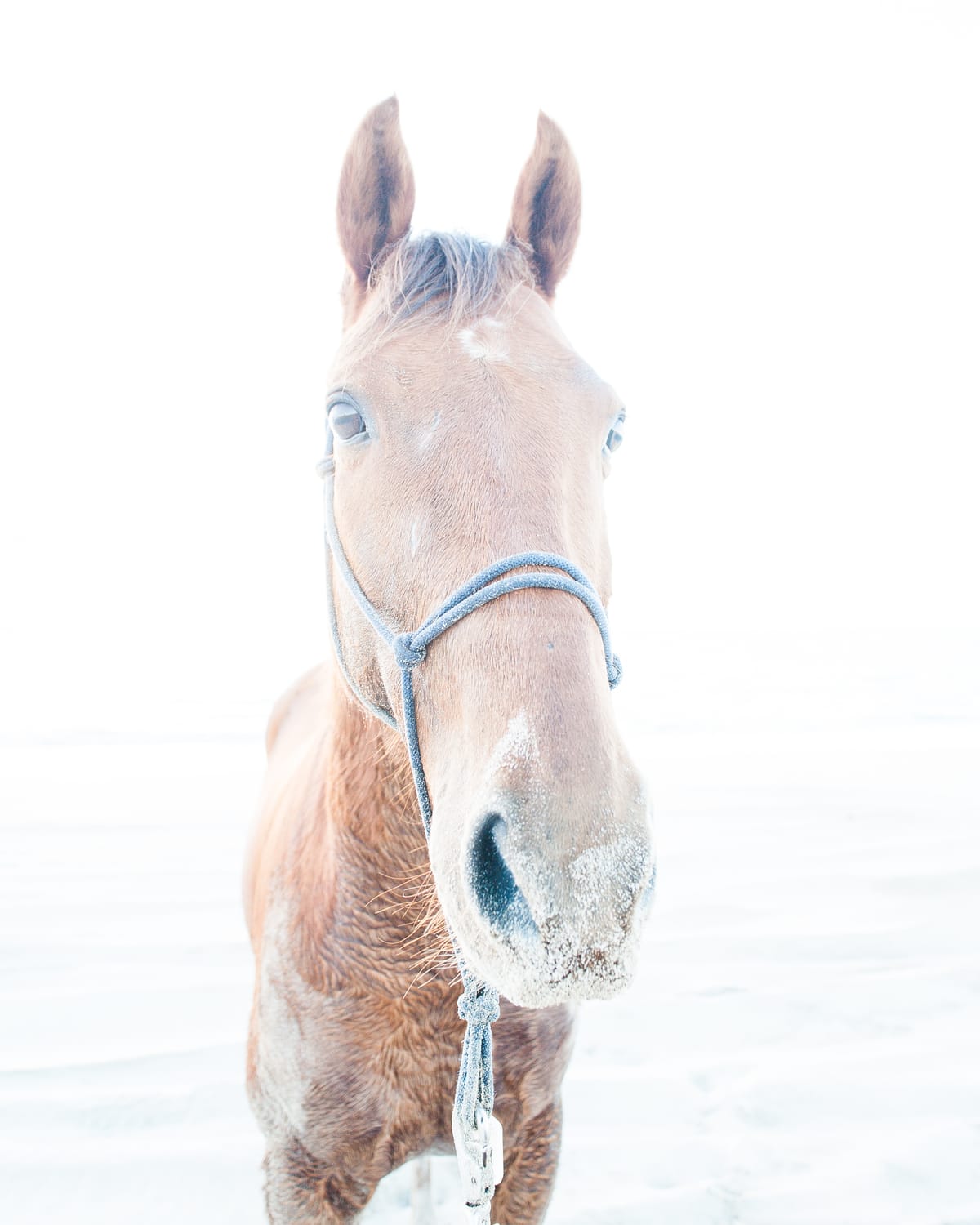 Equestrian Photography